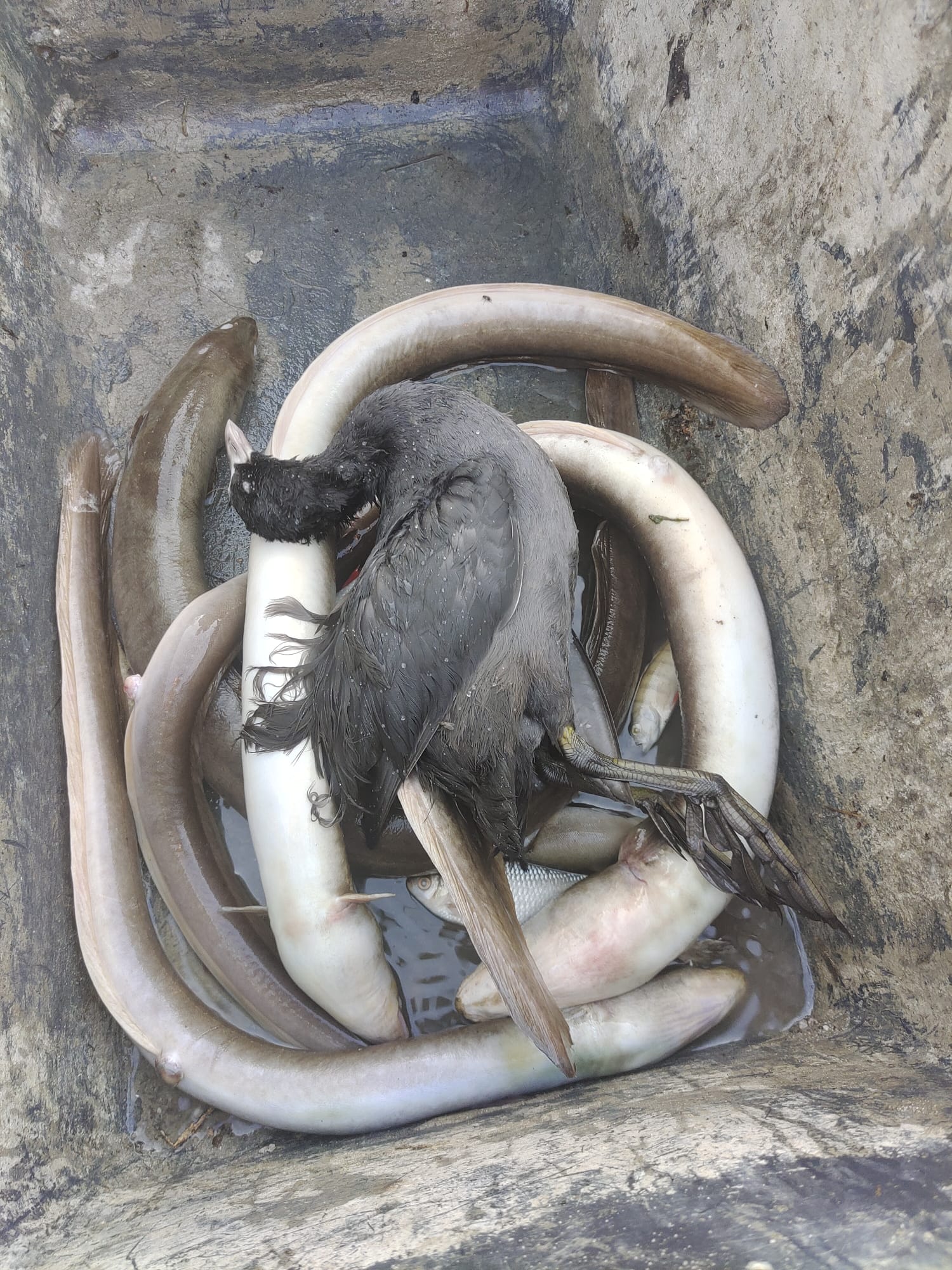 Sauerstoffmangel 2023